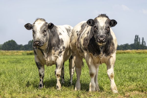 Muscular beef cows, Belgian Blue, standing in a meadow looking at the camera, two cute young cows side by side in a green pasture