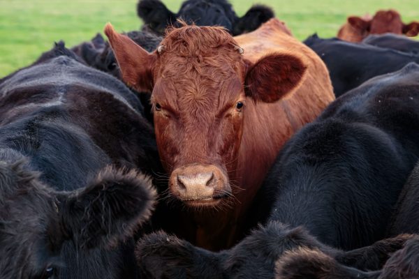 Herd Of Aberdeen Angus Cattle.