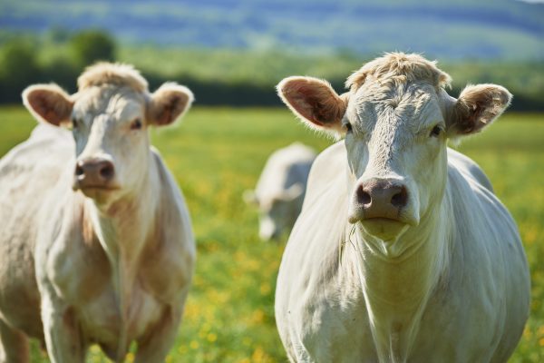 charolais cattle in burgundy, france