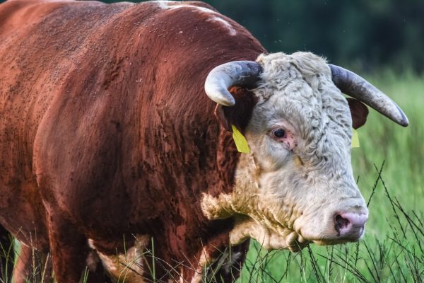 Red and white Hereford bull covered in horn flies